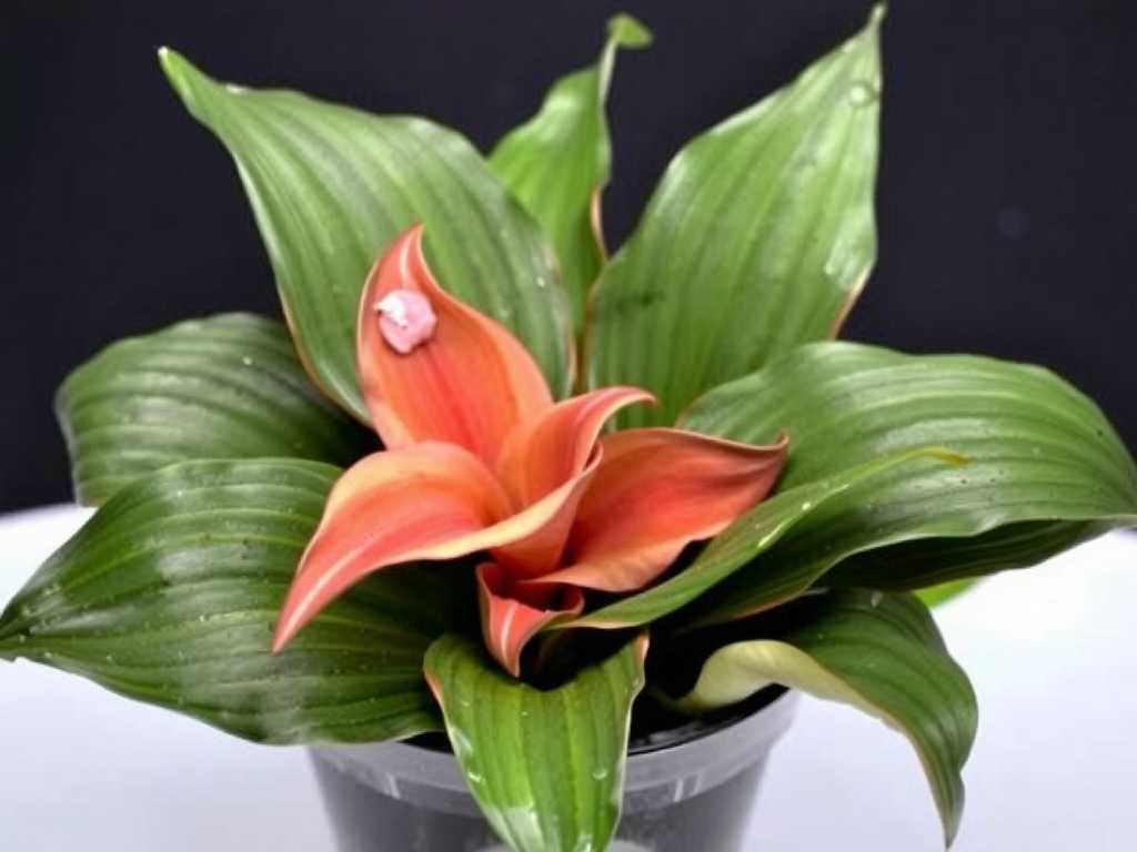 How to Water Calathea Ornata in Winter to Avoid Cold Shock: Room Temp Water
