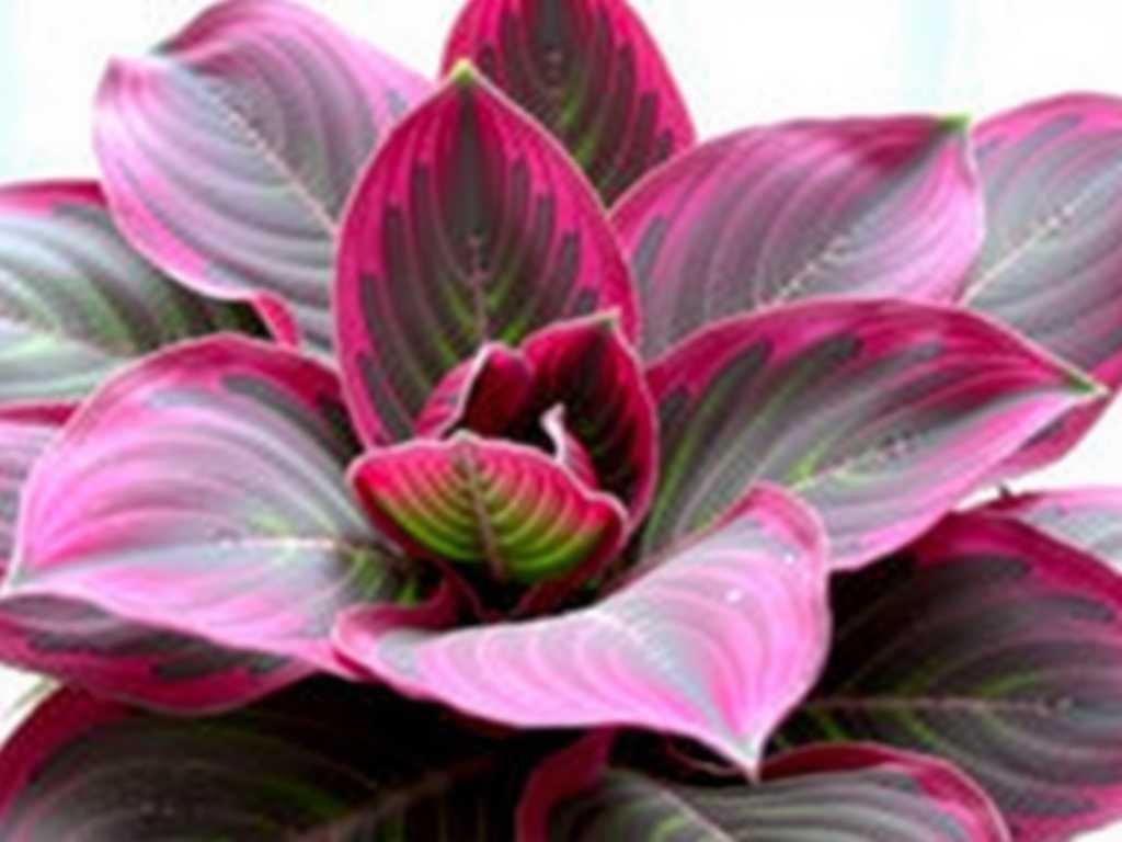 How to Fertilize Calathea Ornata for Variegation: Avoid Overfeeding