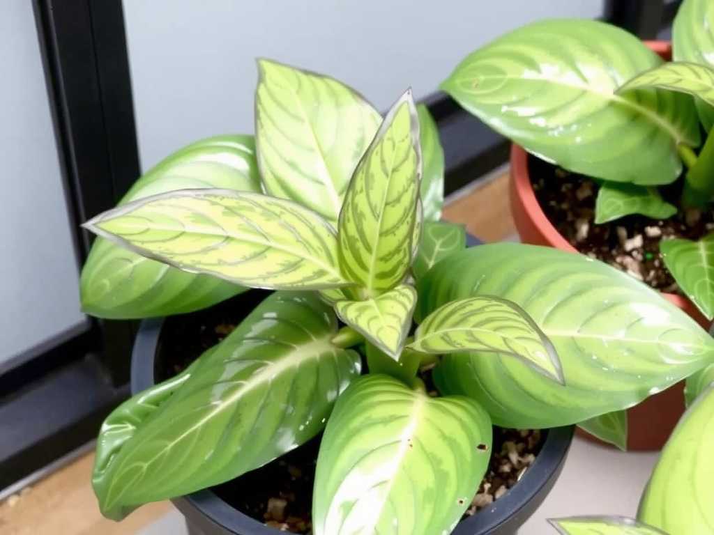 How to Care for Calathea Ornata in Large Pots with Drainage Holes: Root Health(1) How to Care for Calathea Ornata in Large Pots with Drainage Holes: Root Health(1)
