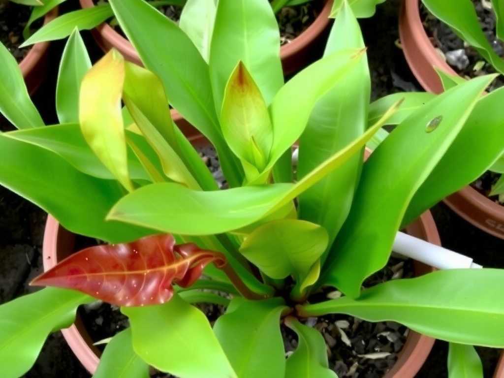 How to Fertilize Calathea Ornata for Bushy Growth: Prune + Feed Tips(1)