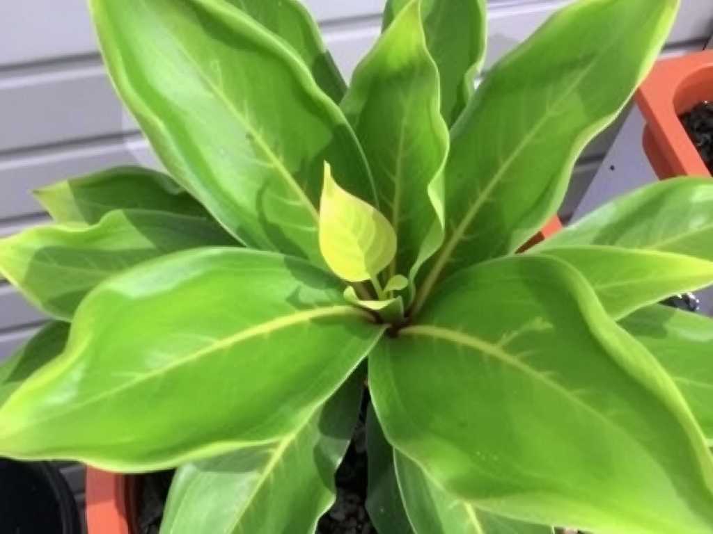 How to Fix Temperature Stress in Calathea Ornata: Adjustment Tips(1) How to Fix Temperature Stress in Calathea Ornata: Adjustment Tips(1)