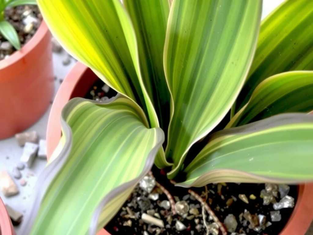 How to Fix Overfertilization in Calathea Ornata: Leaching Guide
