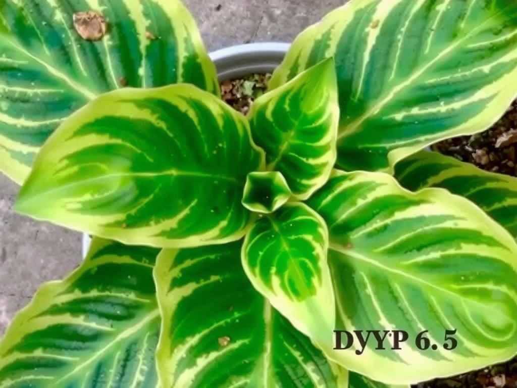 How to Fix Fungal Growth on Calathea Ornata Soil: Drying Tips