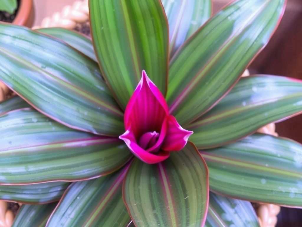 How to Fix Slow Leaf Growth in Calathea Ornata: Nutrient Check