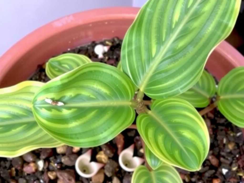 How to Fix Pest Eggs on Calathea Ornata Leaves: Cleaning Tips